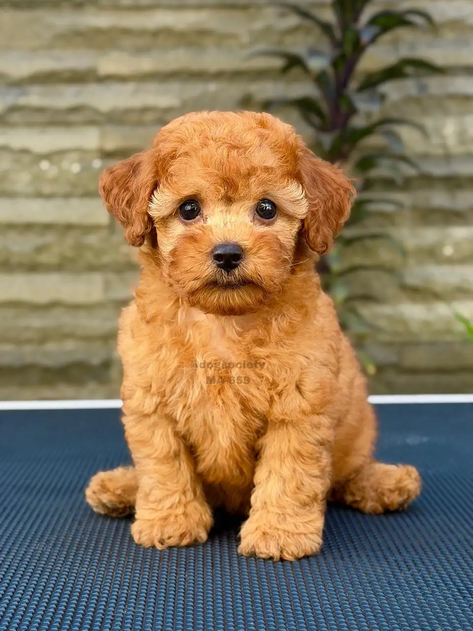 Poodle male 659