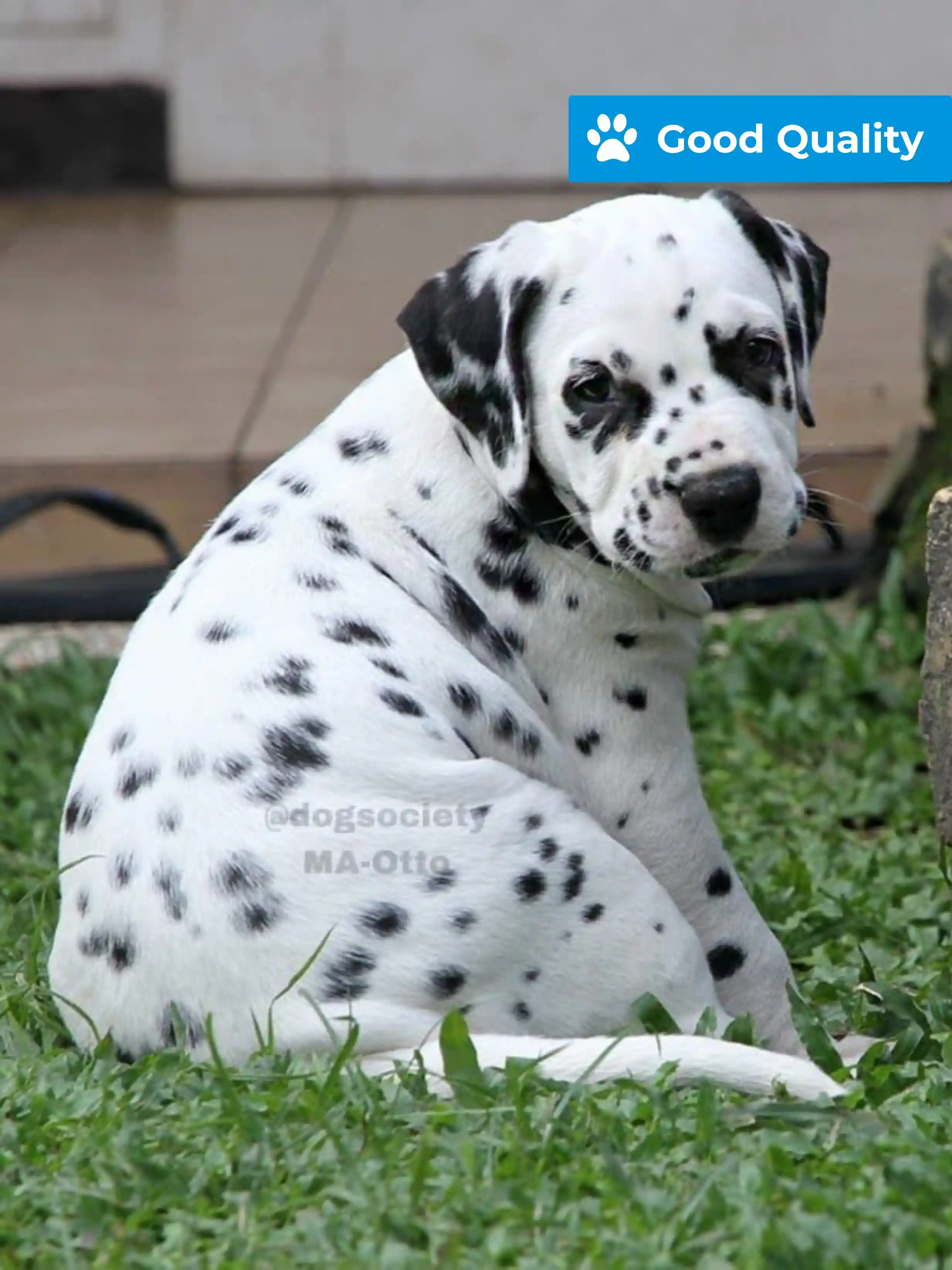 Dalmatian male otto
