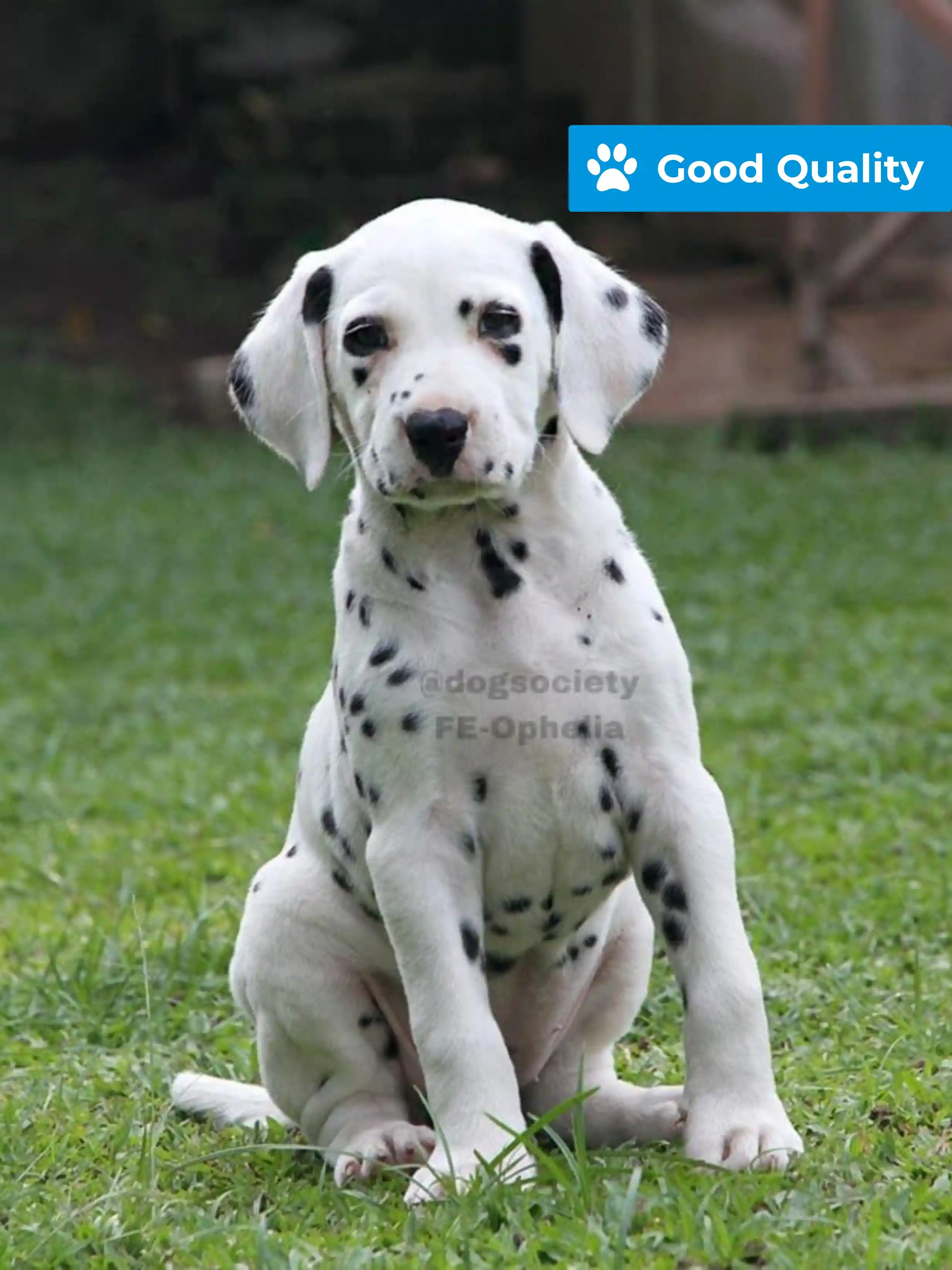 Dalmatian  female Ophelia