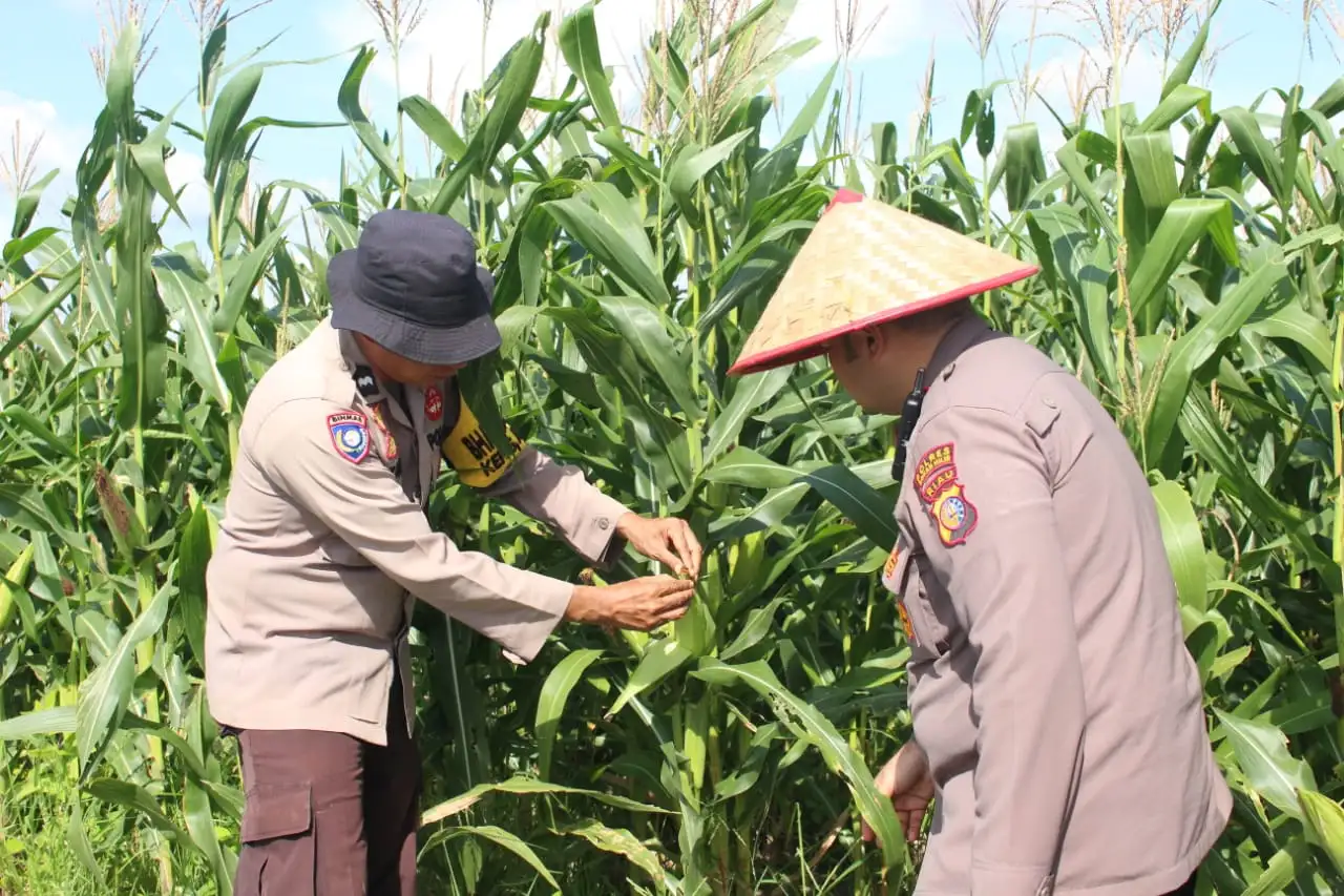 Program Ketapang Polsek Bangko Berjalan Sukses, Lahan Jagung 2 Hektare Berpotensi Panen Melimpah