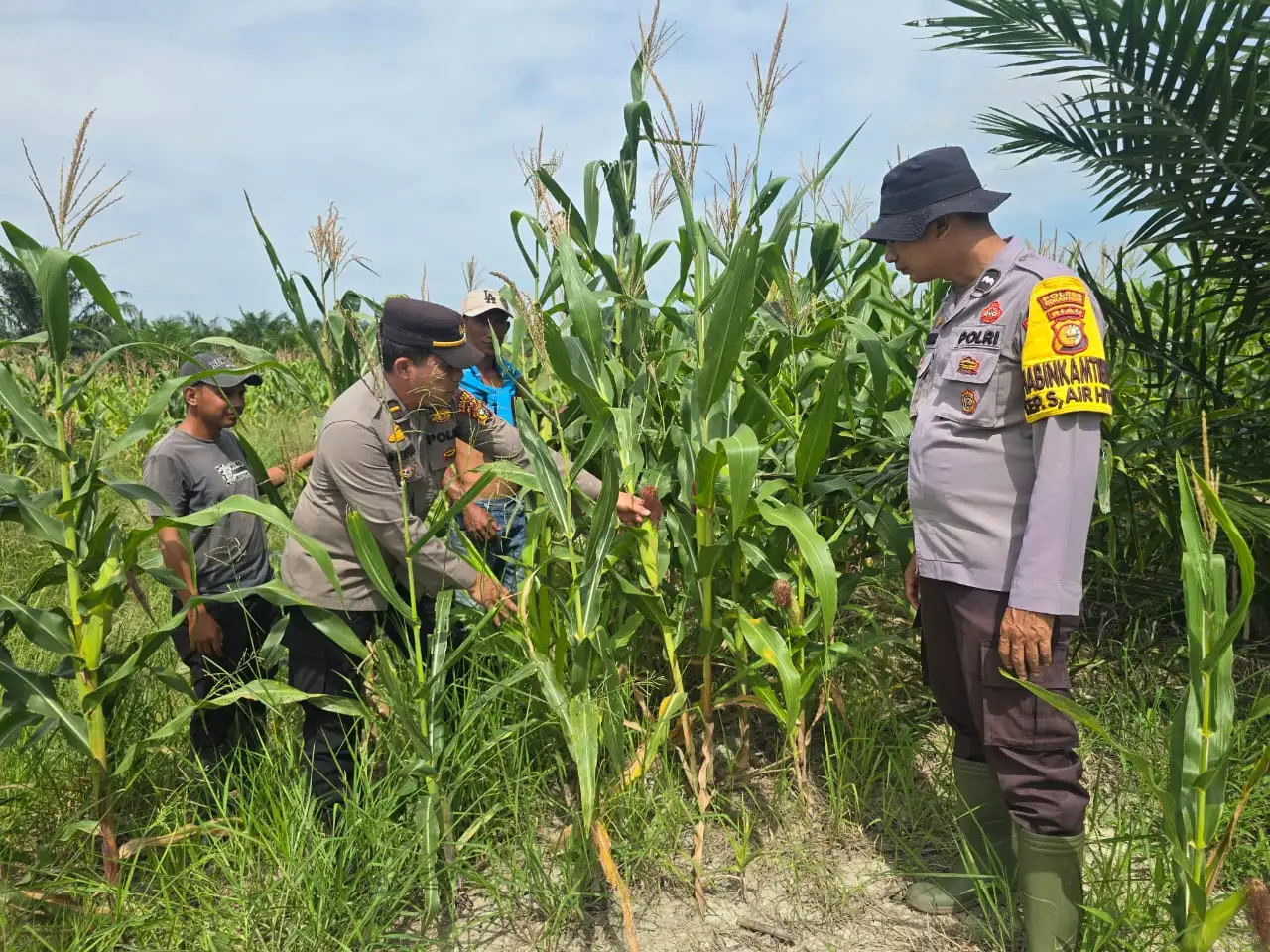 Dukung Asta Cita Presiden, Polsek Bangko Pantau Perkembangan Jagung Ketahanan Pangan di Pekaitan