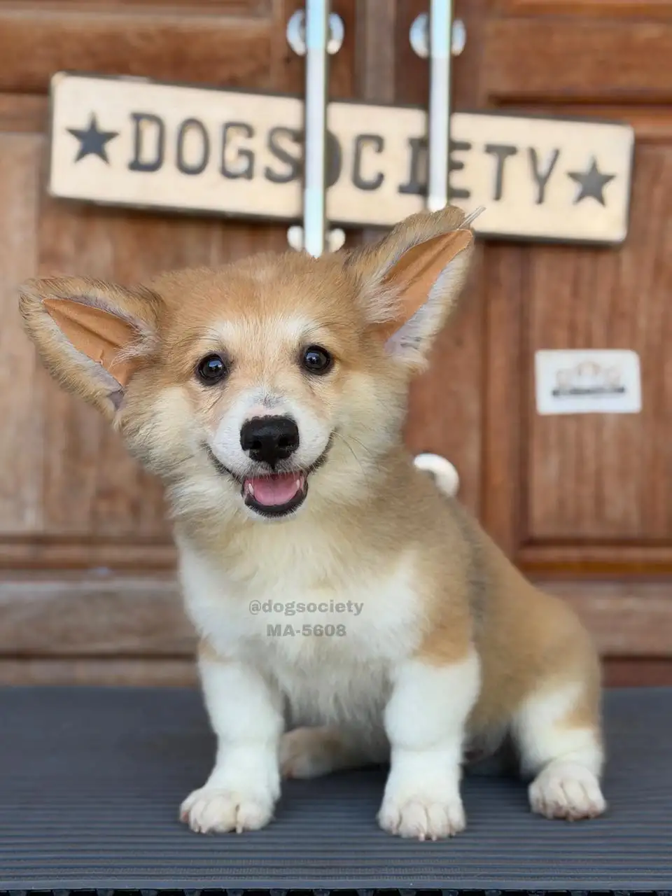Pembroke Welsh Corgi male 5608