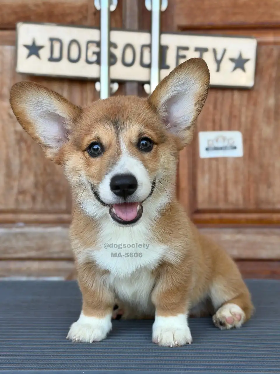 Pembroke Welsh Corgi male 5606