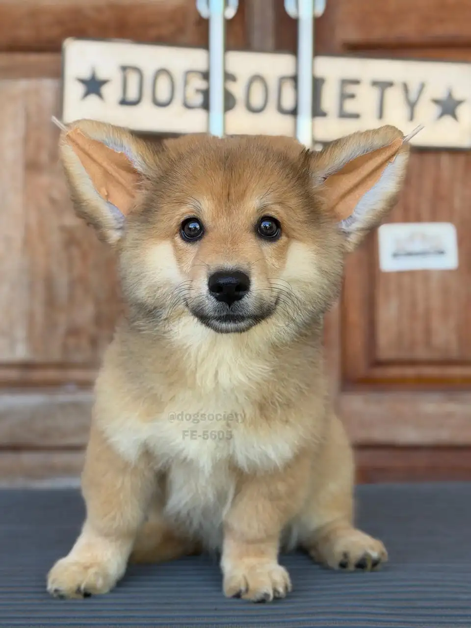 Pembroke Welsh Corgi female 5605