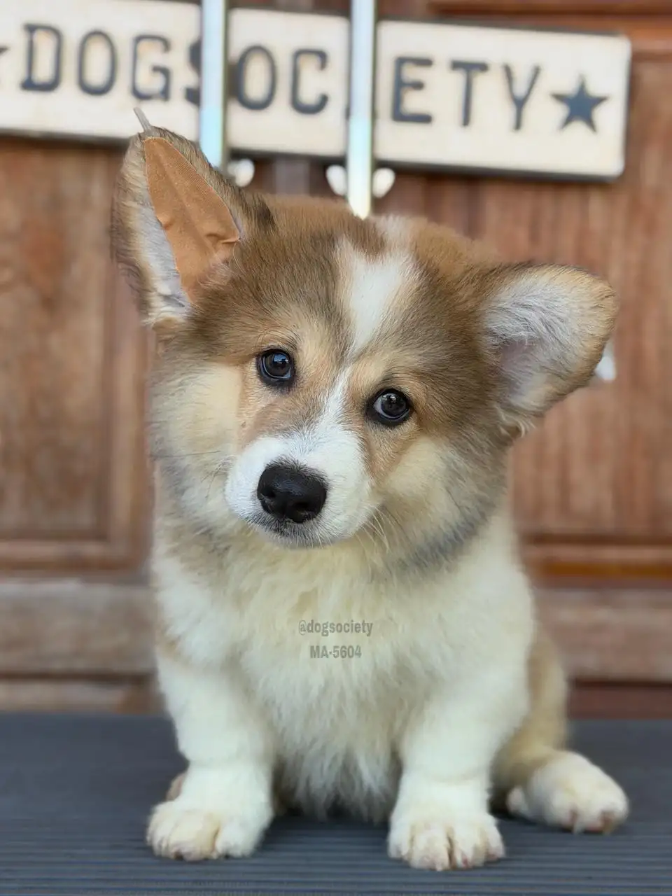 Pembroke Welsh Corgi male 5604