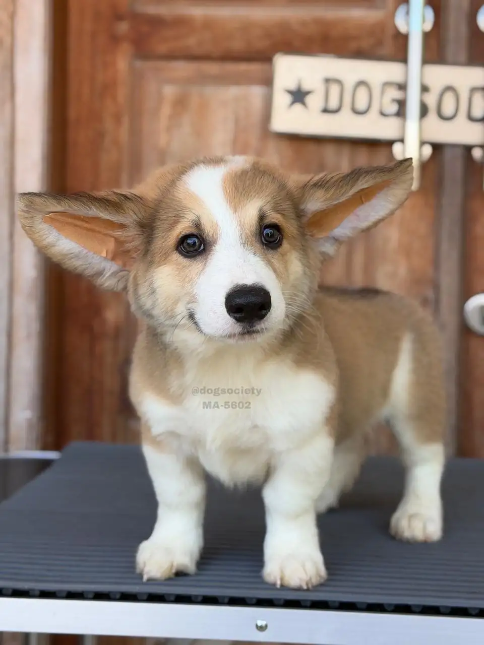Pembroke Welsh Corgi male 5602