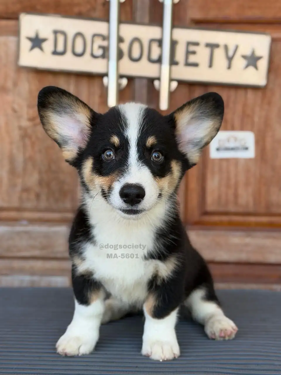 Pembroke Welsh Corgi male 5601