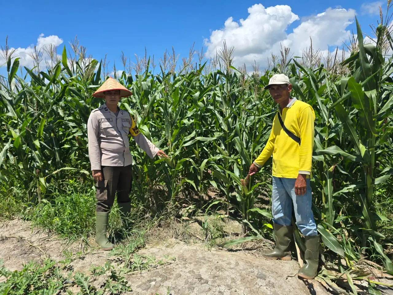 POLSEK BANGKO LAKUKAN MONITORING KETAHANAN PANGAN, TANAMAN JAGUNG TUMBUH OPTIMAL