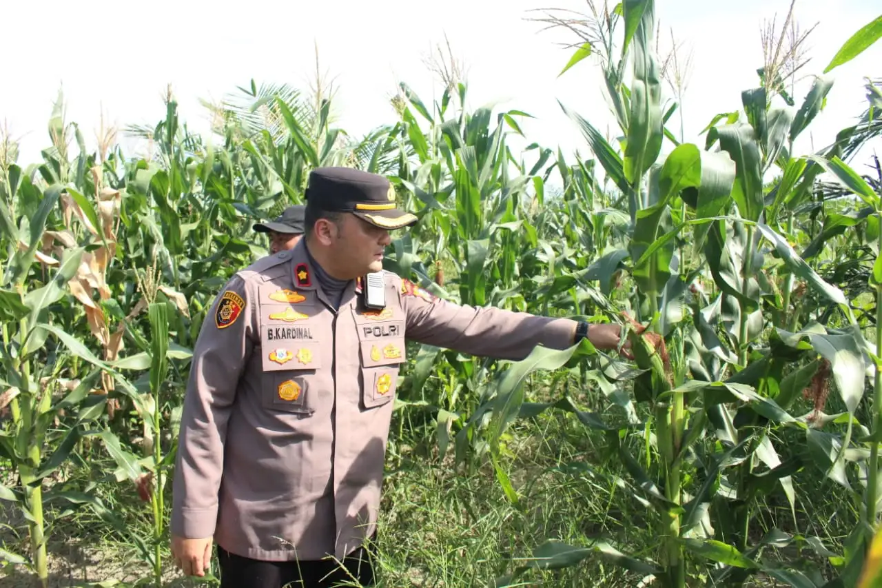 Pantau Langsung Pertumbuhan Jagung, Kapolsek Bangko Optimistis Ketapang Rohil Sukses