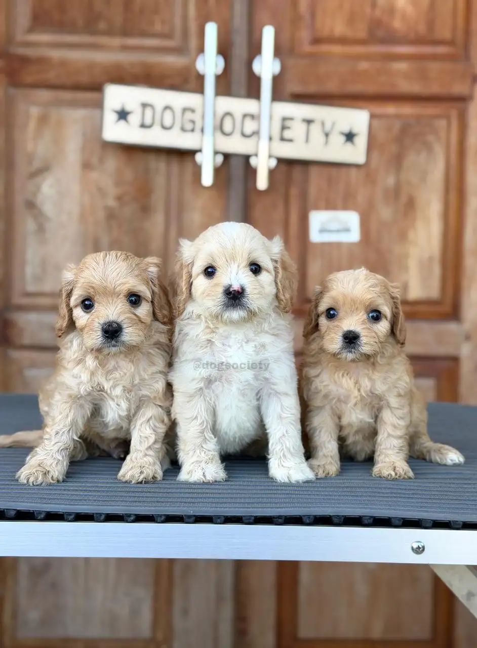 Memahami Genetika pada Anjing Mix Breed
