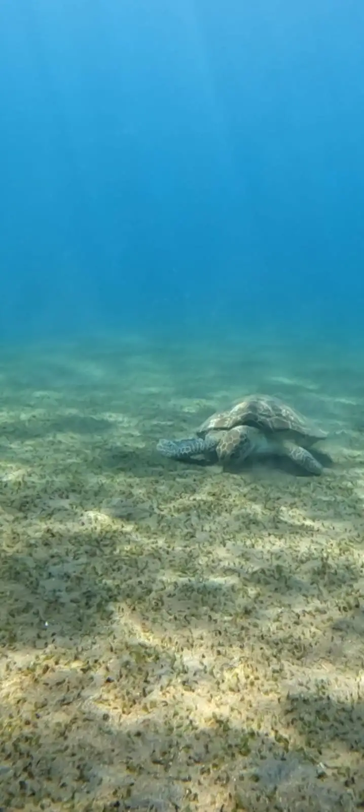 Turtle Point