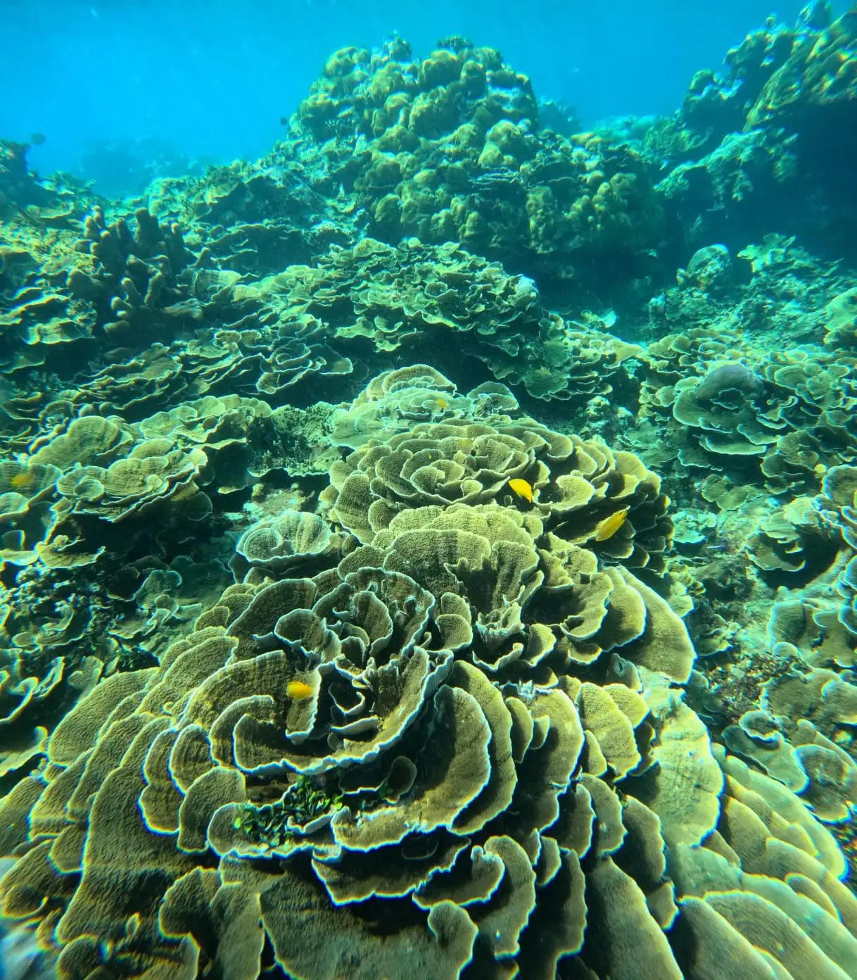 Coral Garden