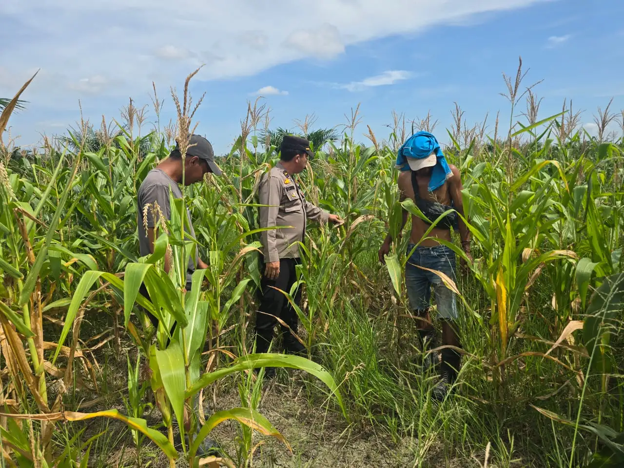 Kapolsek Bangko Kawal Ketapang Hingga Panen, Wujudkan Swasembada Pangan dari Desa