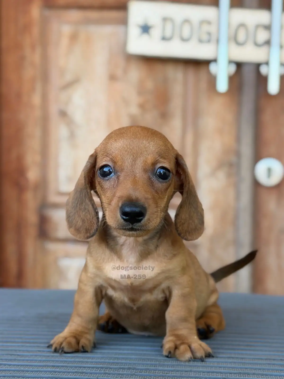 Dachshund Smoothcoat male 259