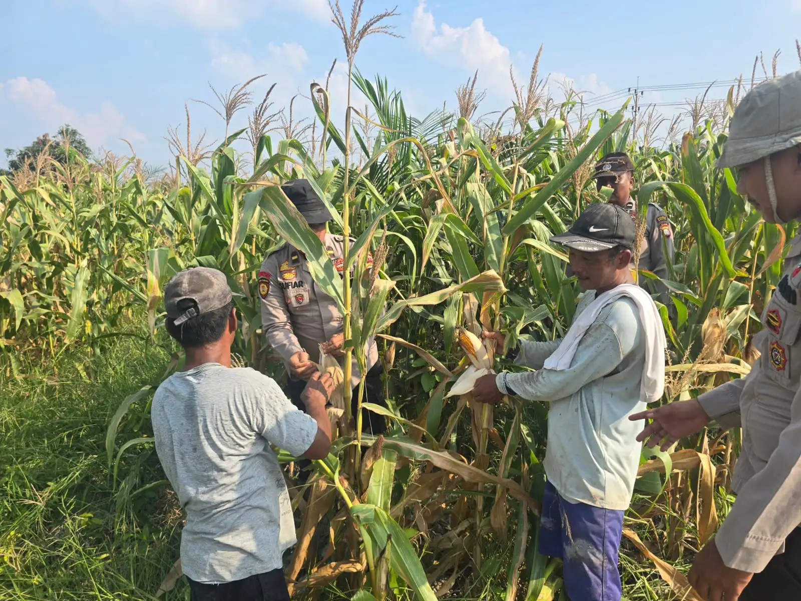 Ketapang Terus Bergerak, Polsek Bangko Optimistis Produksi Jagung Meningkat di Musim Panen 2026