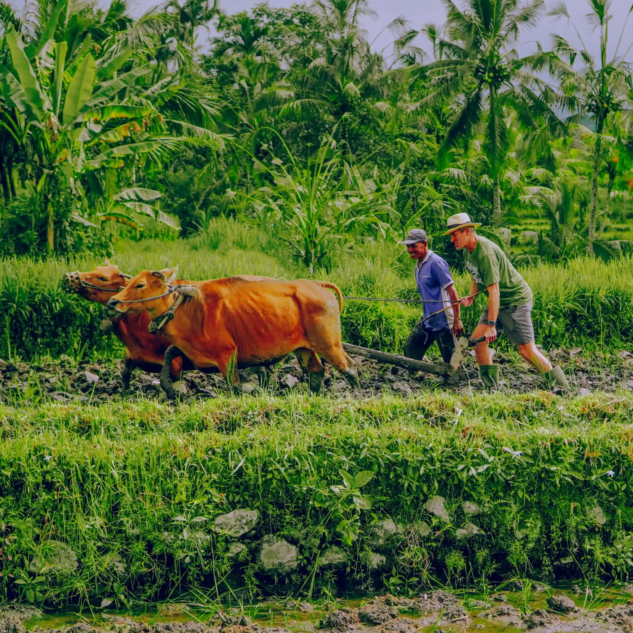 Participation in Farming ActivitIes