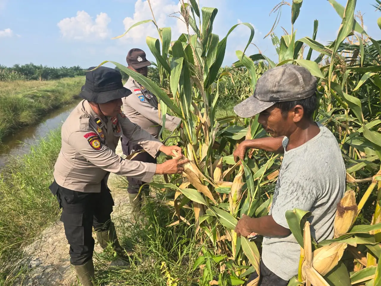 Dorong Swasembada Pangan, Polsek Bangko Pastikan Program Jagung Ketapang Berjalan Maksimal