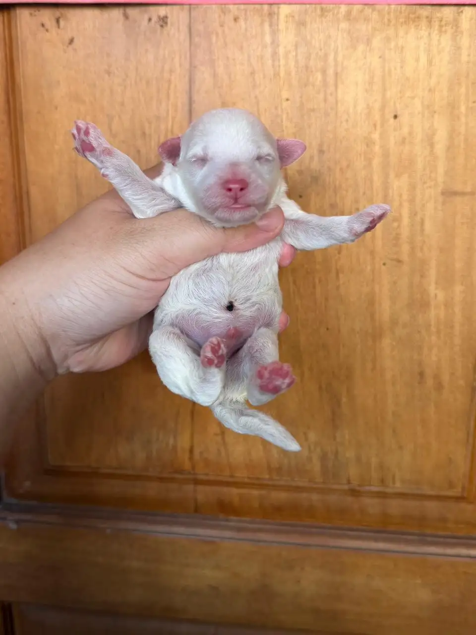 Open Booking POOCHON male