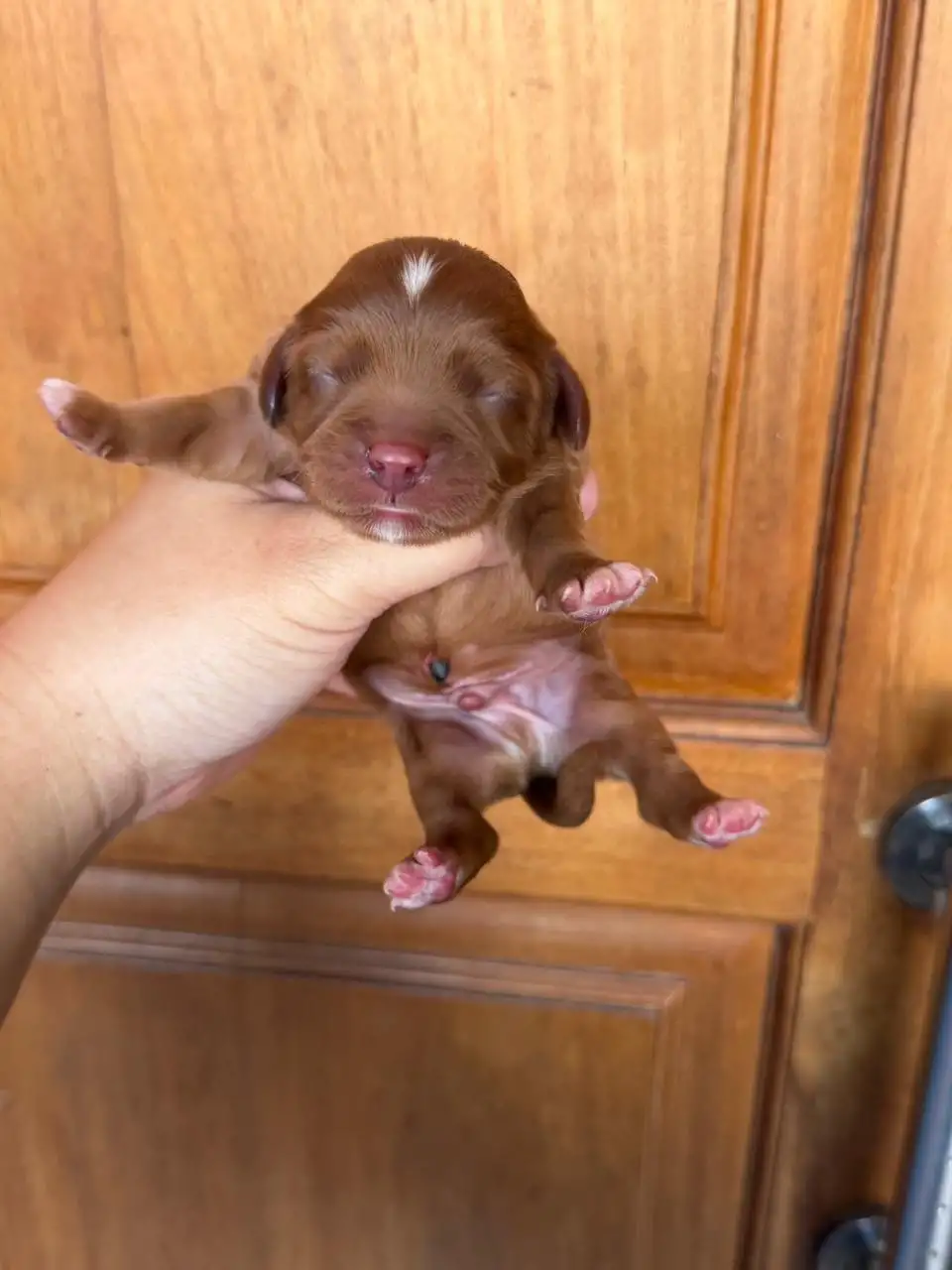 Open Booking Cavalier King Charles Spaniel male F1B