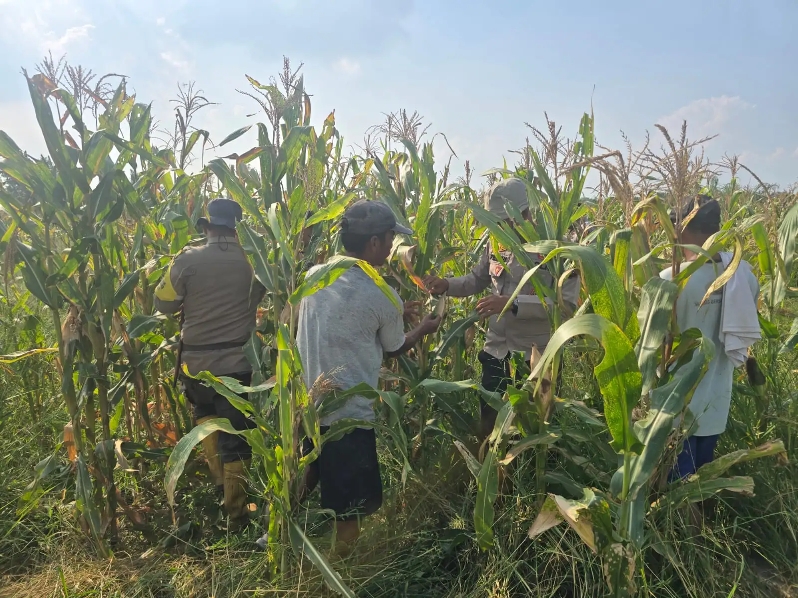 Polsek Bangko Turun ke Sawah, Sinergi Petani dan Aparat di Rohil Perkuat Program Ketahanan Pangan Nasional
