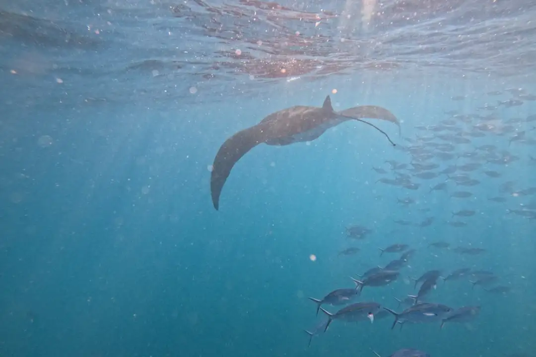 West Nusa Penida: The Ultimate Itinerary for First Timers
