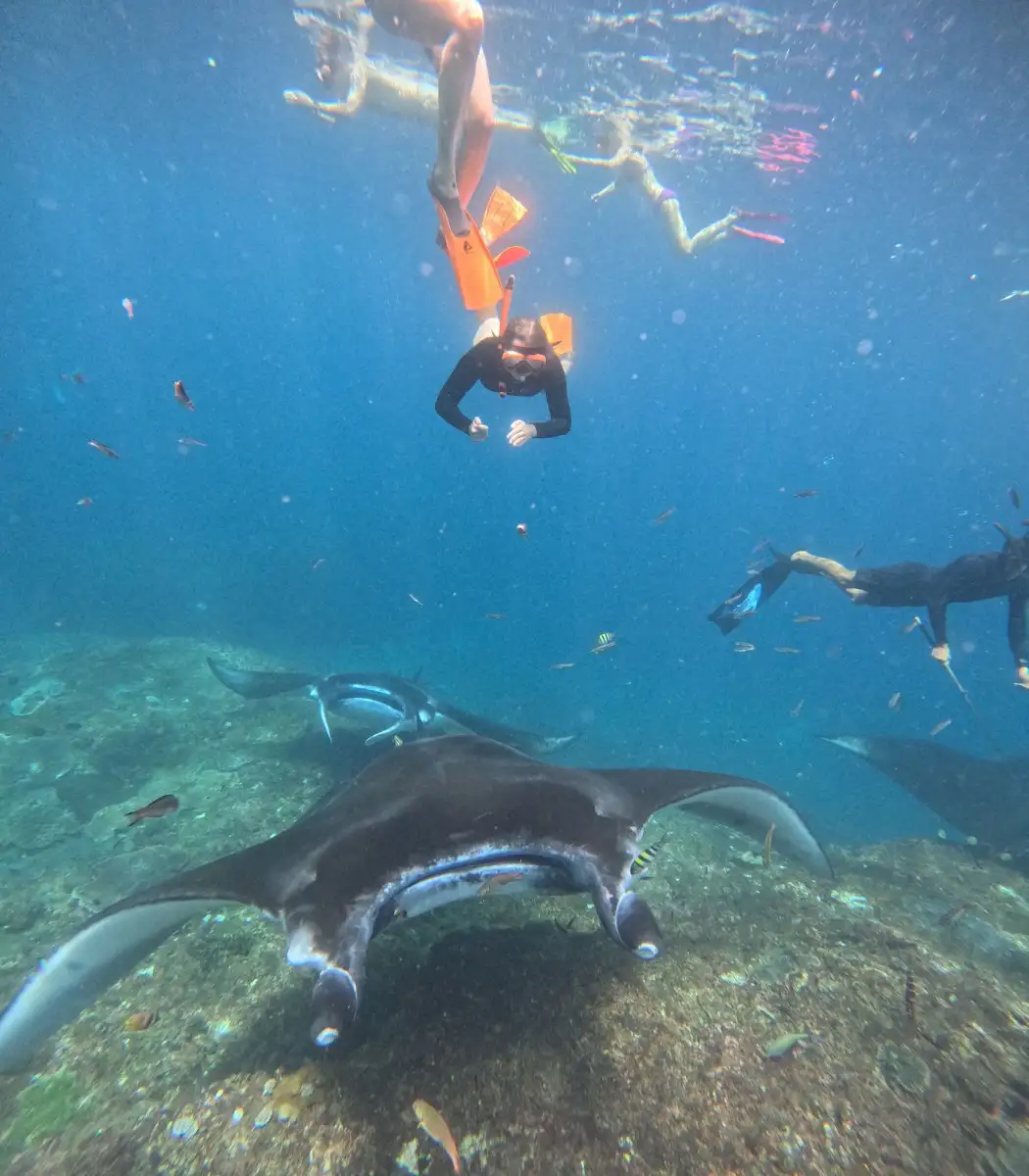 Manta Ray Snorkeling Tour from Bali