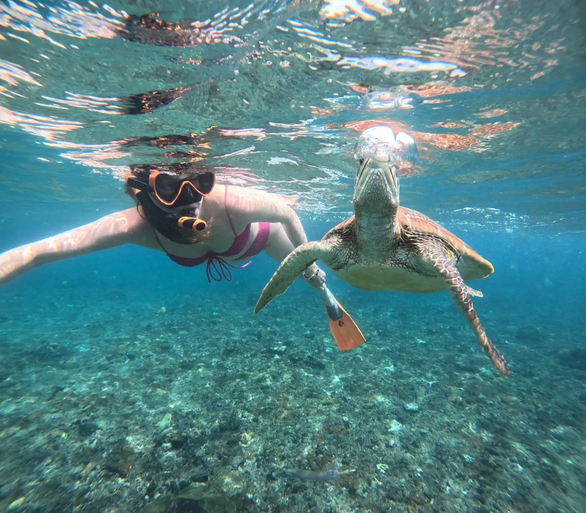 Manta Ray Snorkeling Tour from Bali
