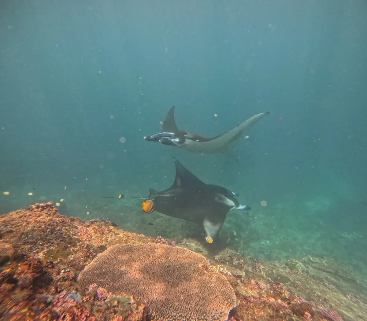 Manta Ray Snorkeling Tour from Bali