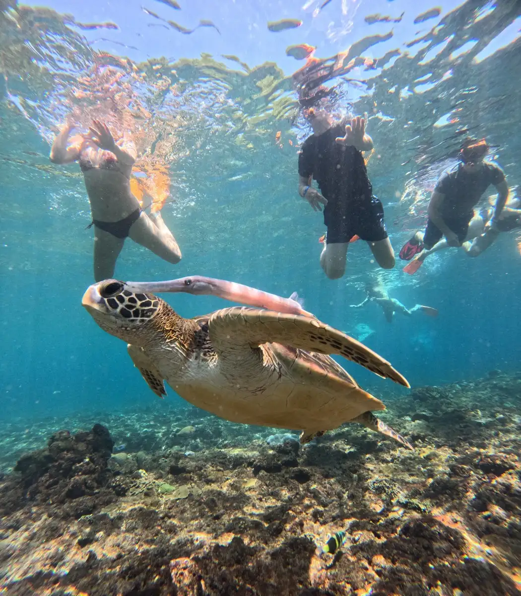 Manta Ray Snorkeling Tour from Bali