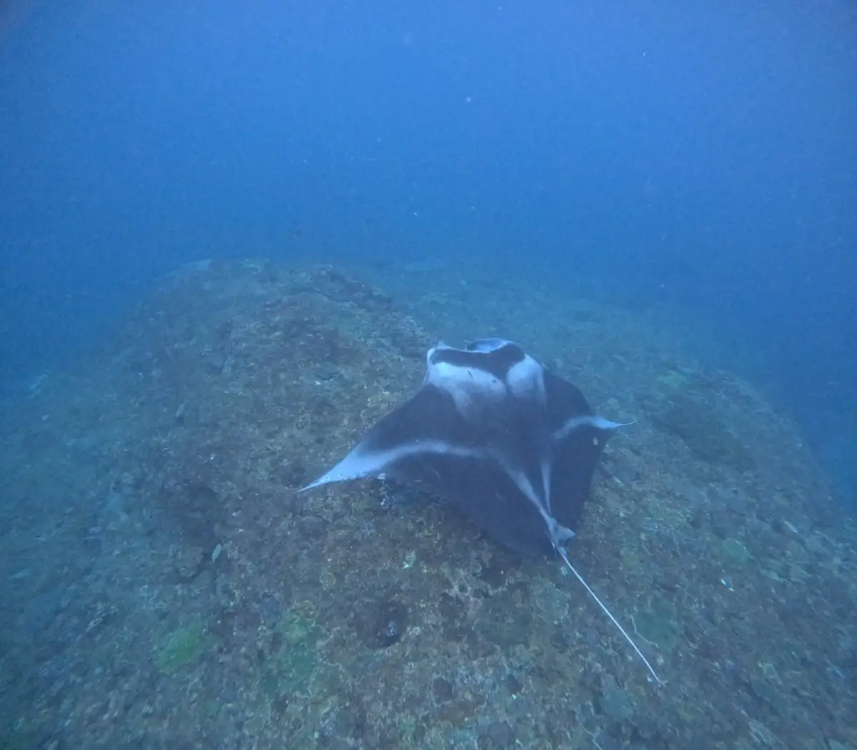 Manta Snorkeling and Mangrove Tour from Nusa Penida