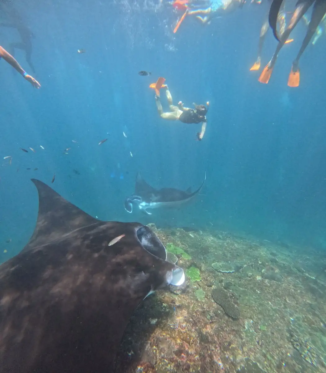 Manta Snorkeling and Lembongan Island Tour