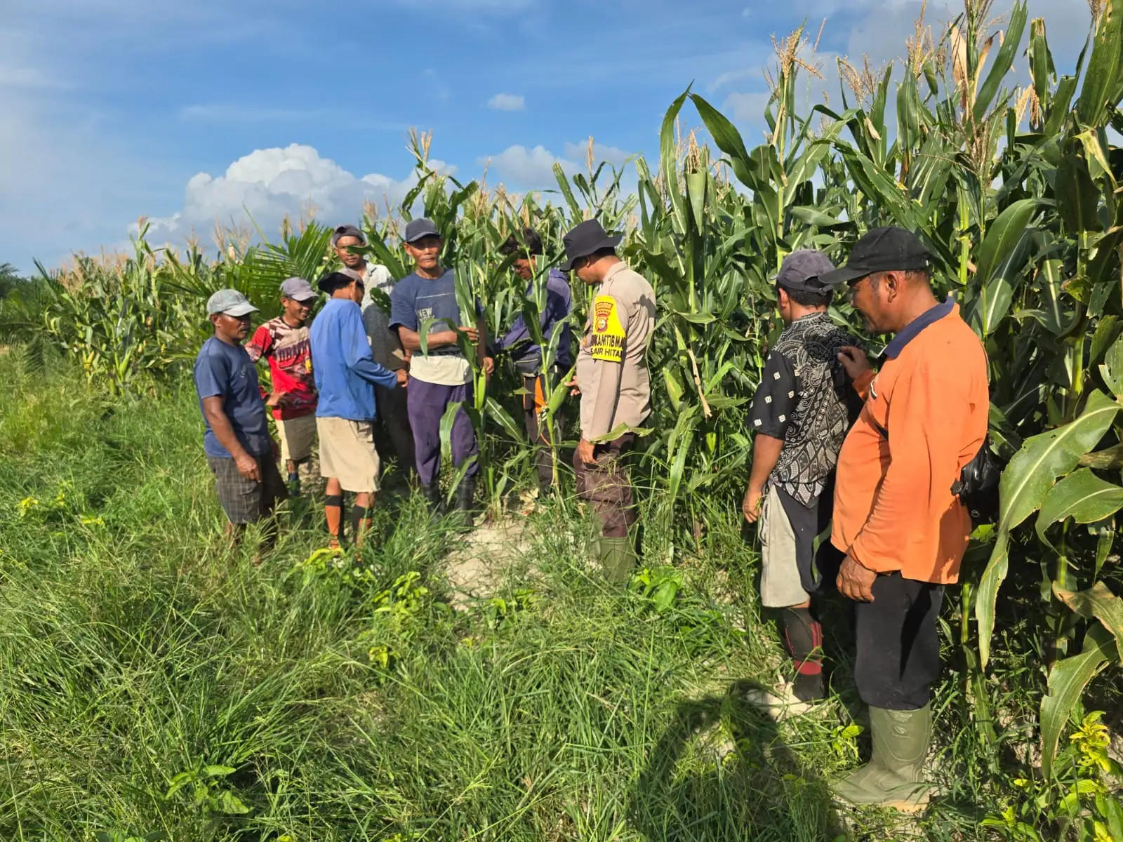 Sinergi Polisi dan Kelompok Tani Perkuat Ketahanan Pangan, Jagung di Suak Air Hitam Masuki Fase Produktif