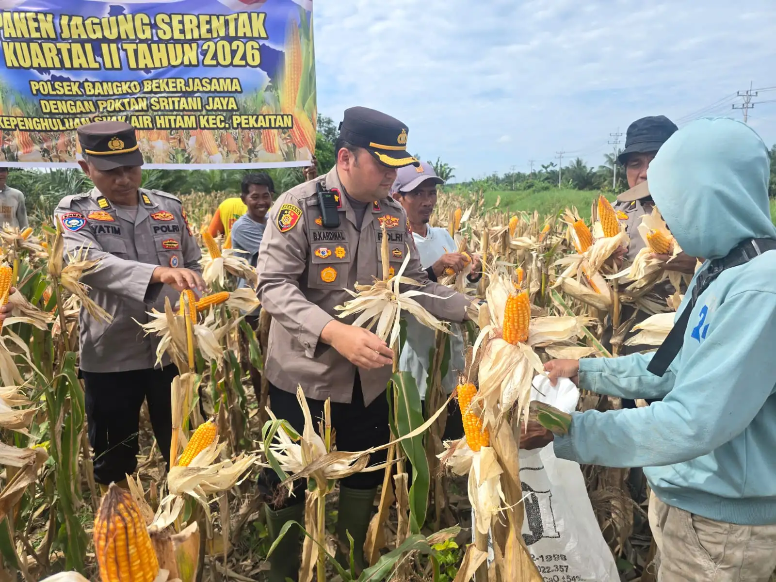 Panen Jagung Serentak Dorong Swasembada Pangan, Kapolsek Bangko Perkuat Sinergi Bersama Petani