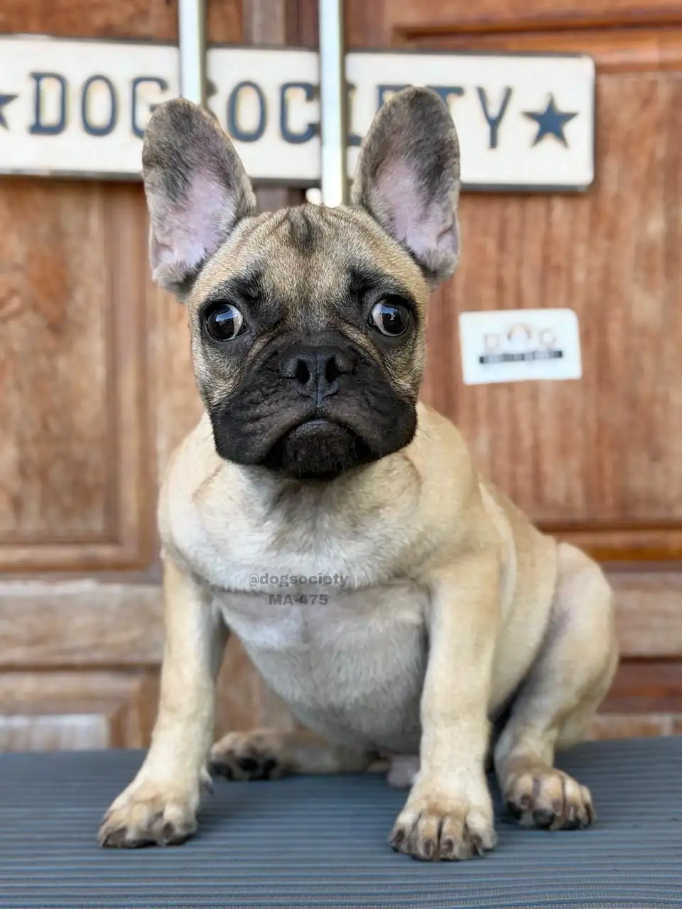 French Bulldog male 475