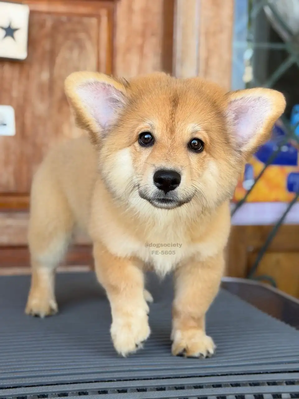 Pembroke Welsh Corgi female 5605