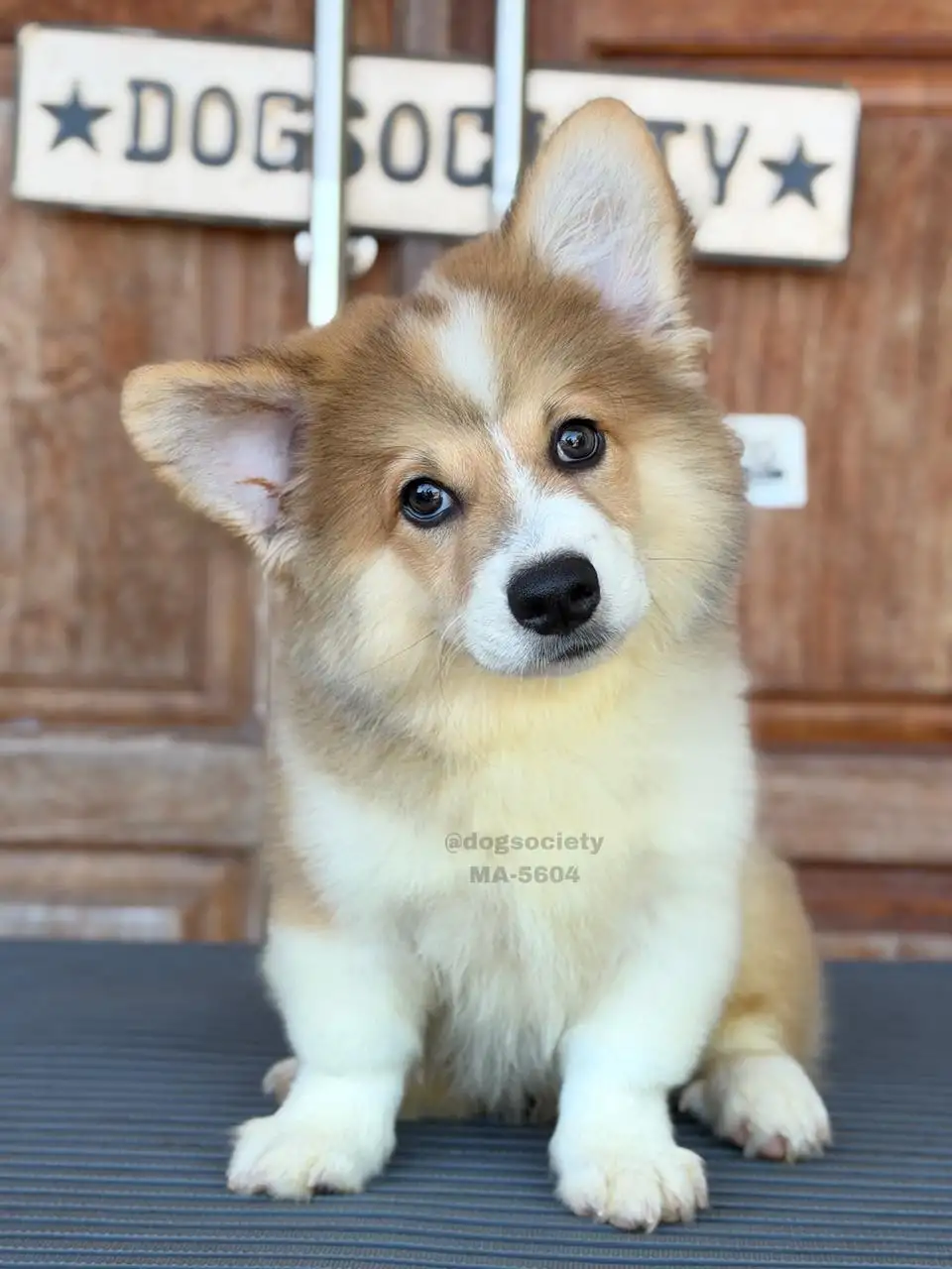 Pembroke Welsh Corgi male 5604