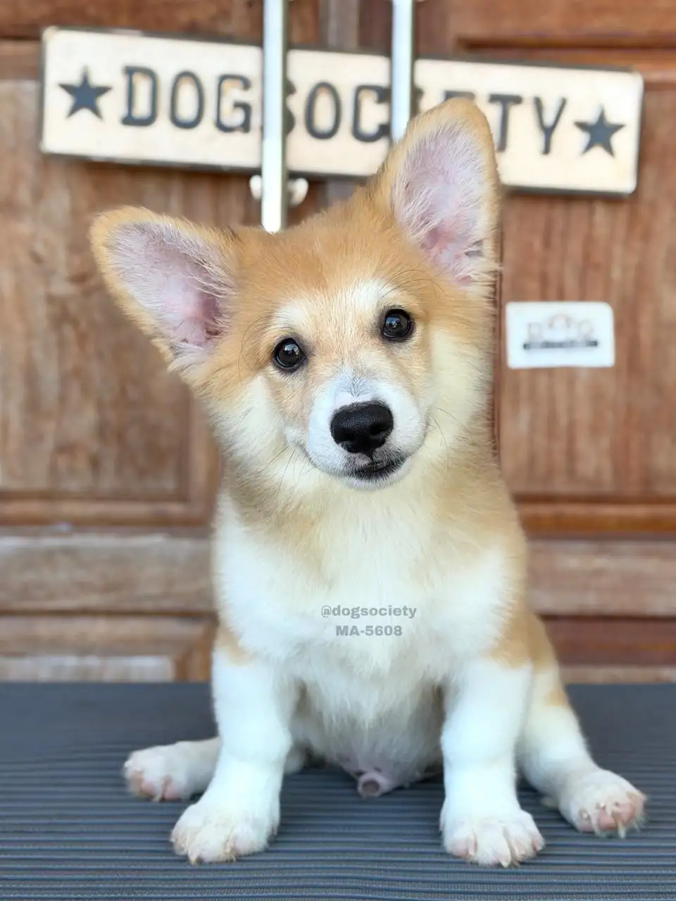 Pembroke Welsh Corgi male 5608