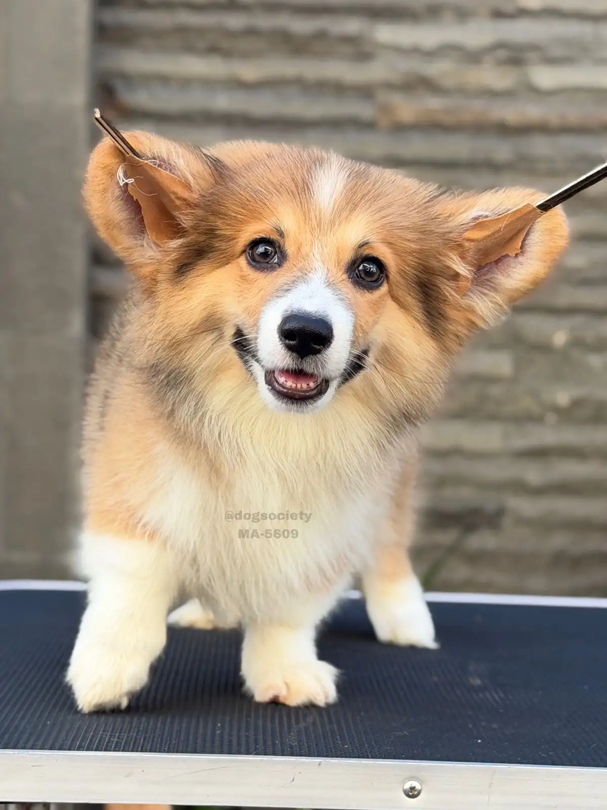 Pembroke welsh corgi male 5609