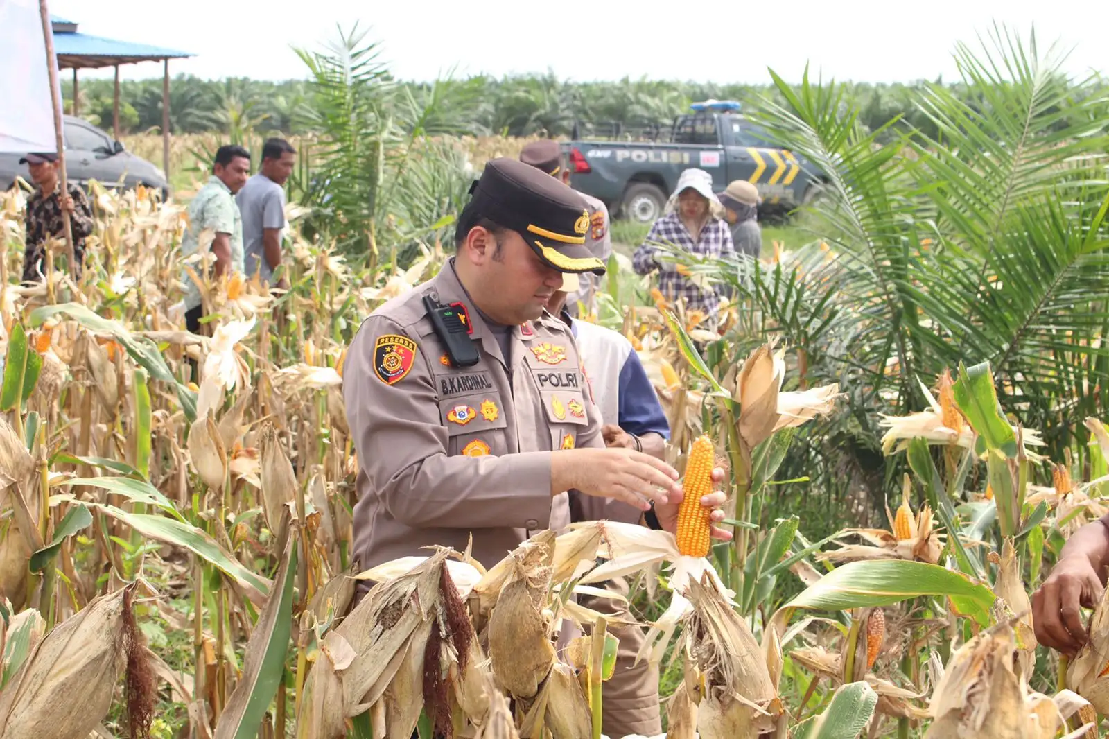 Panen Jagung Serentak Kuartal II 2026 di Pekaitan, Kapolsek Bangko Kompol Buyung Kardinal Bersama Petani Dorong Swasembada Pangan