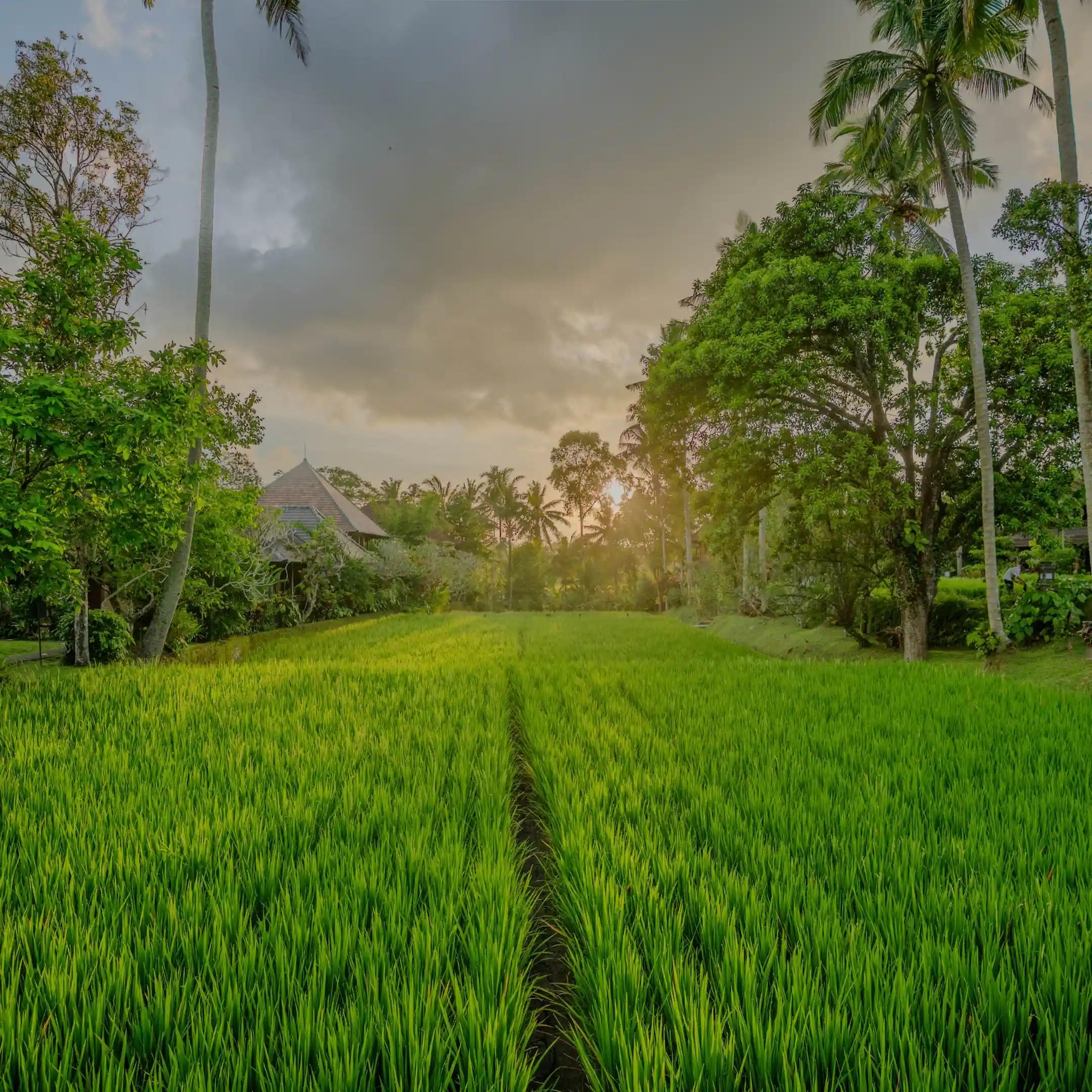 Why a Rice Field Resort in Ubud Is the Perfect Bali Escape