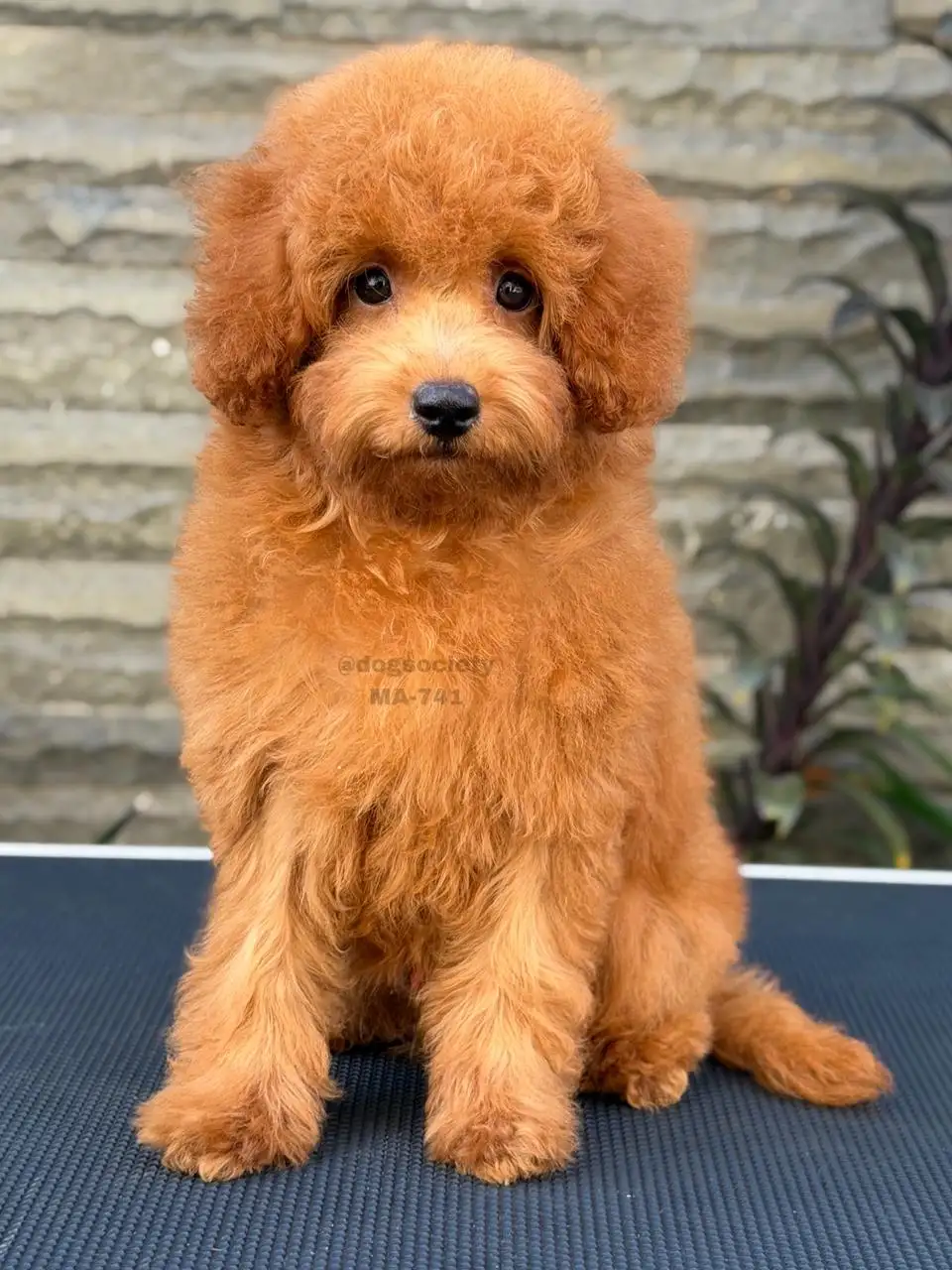 Poodle male 741