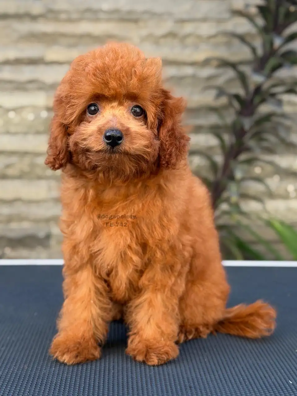 Poodle female 742