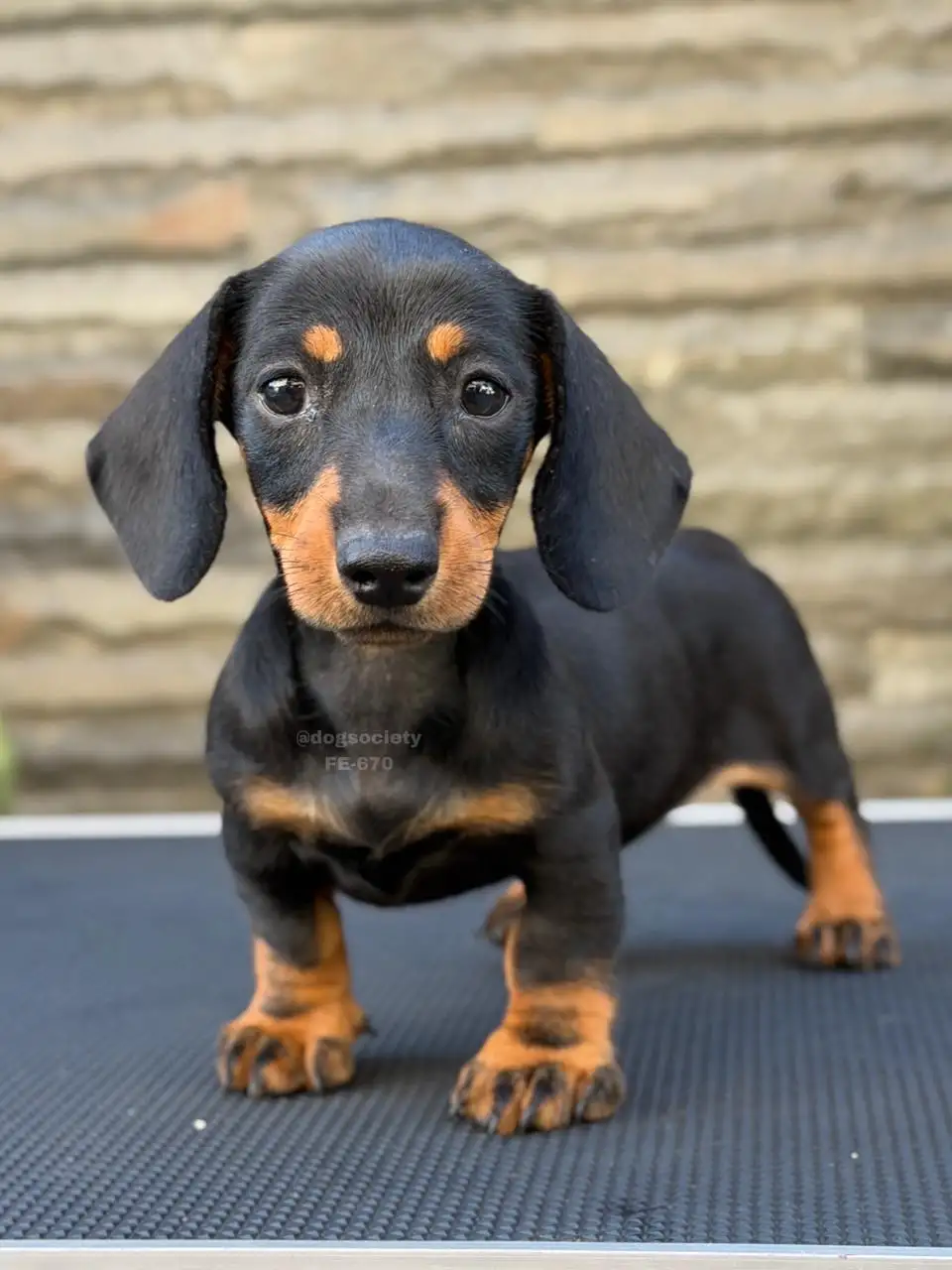 Dachshund Smoothcoat female 670