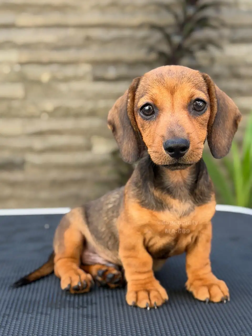 Dachshund Smoothcoat male 669