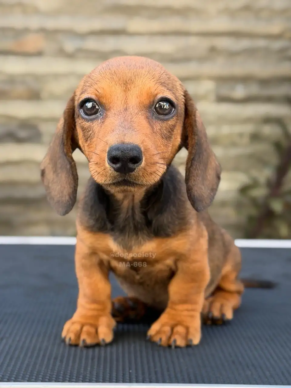 Dachshund Smoothcoat male 668