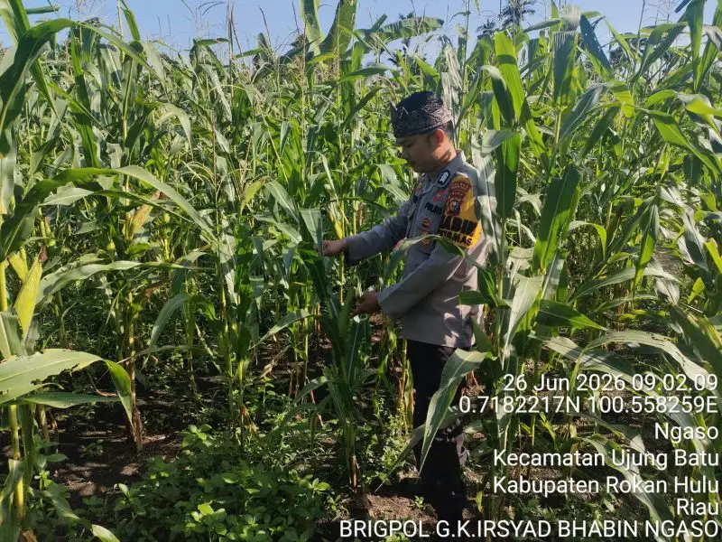 Kapolsek Ujung Batu Kompol Buyung Kardinal Dorong Ketahanan Pangan, Pantau Perkembangan Jagung Hibrida di Desa Ngaso