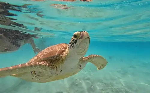 Public Snorkeling Trip Gili Trawangan