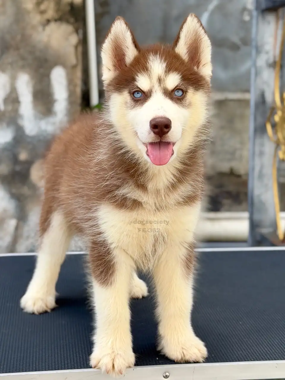 Siberian Husky female 362