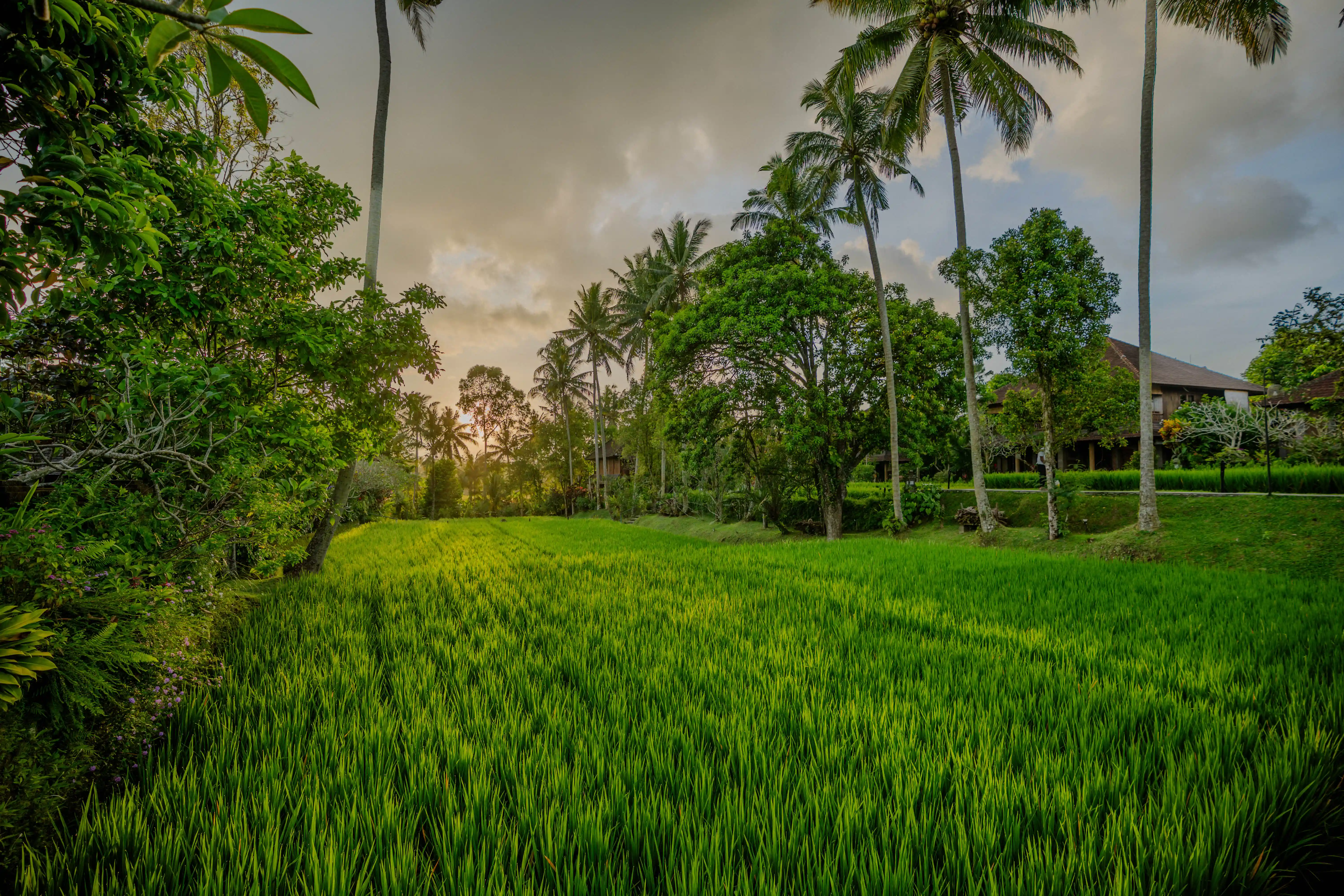 sawah