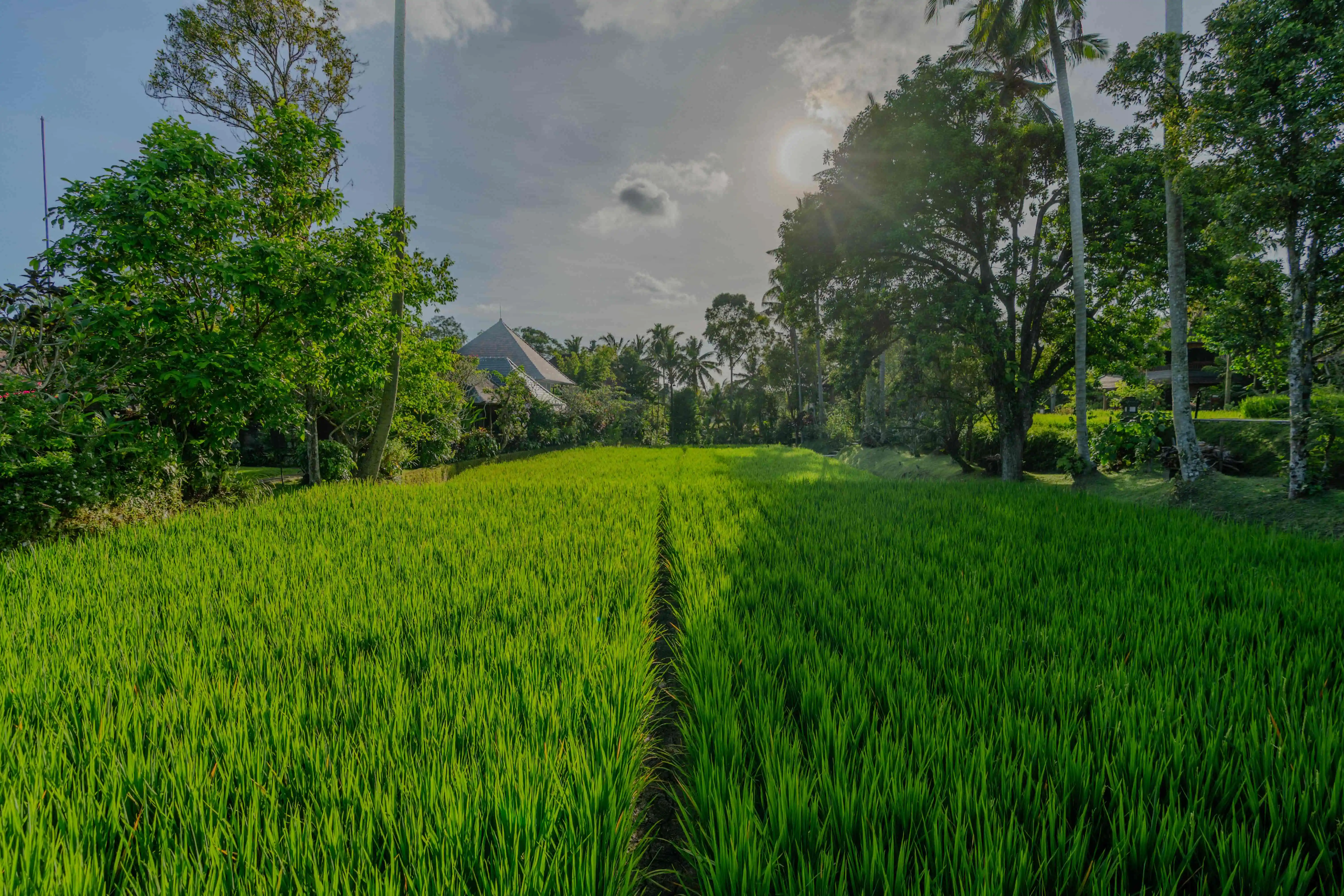 A Truly Ubud Experience